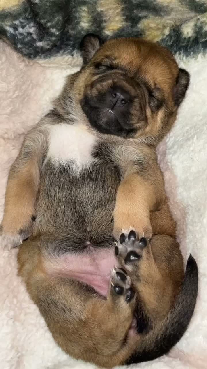 Mixed Breed dogs for sale: Gorgeous Blue & Brindle Mixed Breed Puppies 🫐💗 - Video 2