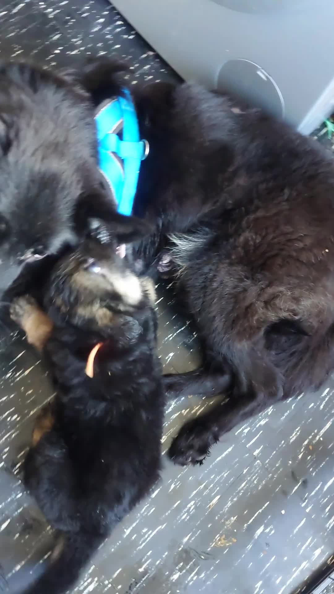 German Shepherd dogs for sale: German shepherd  - Video 3
