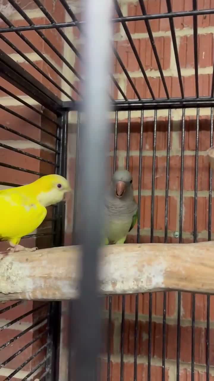 Parakeets birds for sale: Pair of adult monks parakeets in Leeds - Video 1