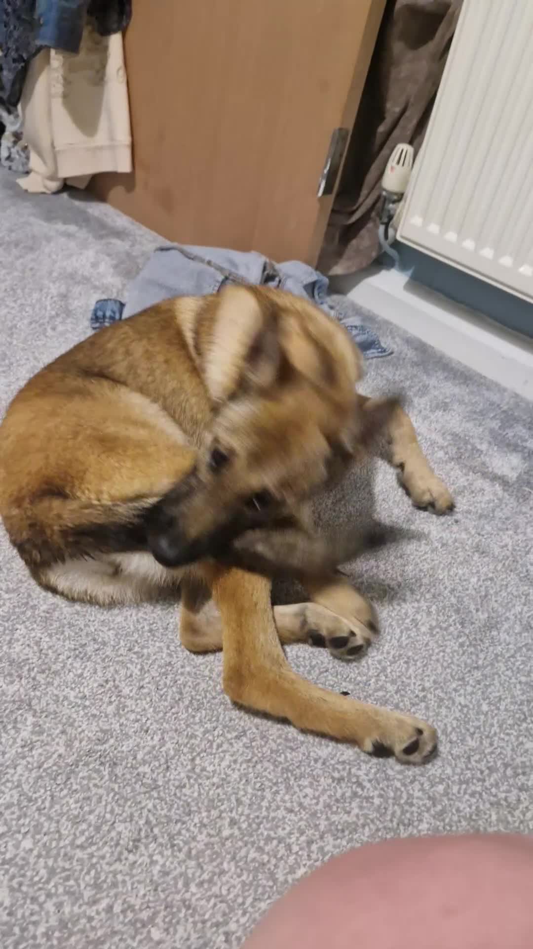 Golden Shepherd dogs for sale: Golden Shepherd looking to be rehomed in Carlisle - Video 1
