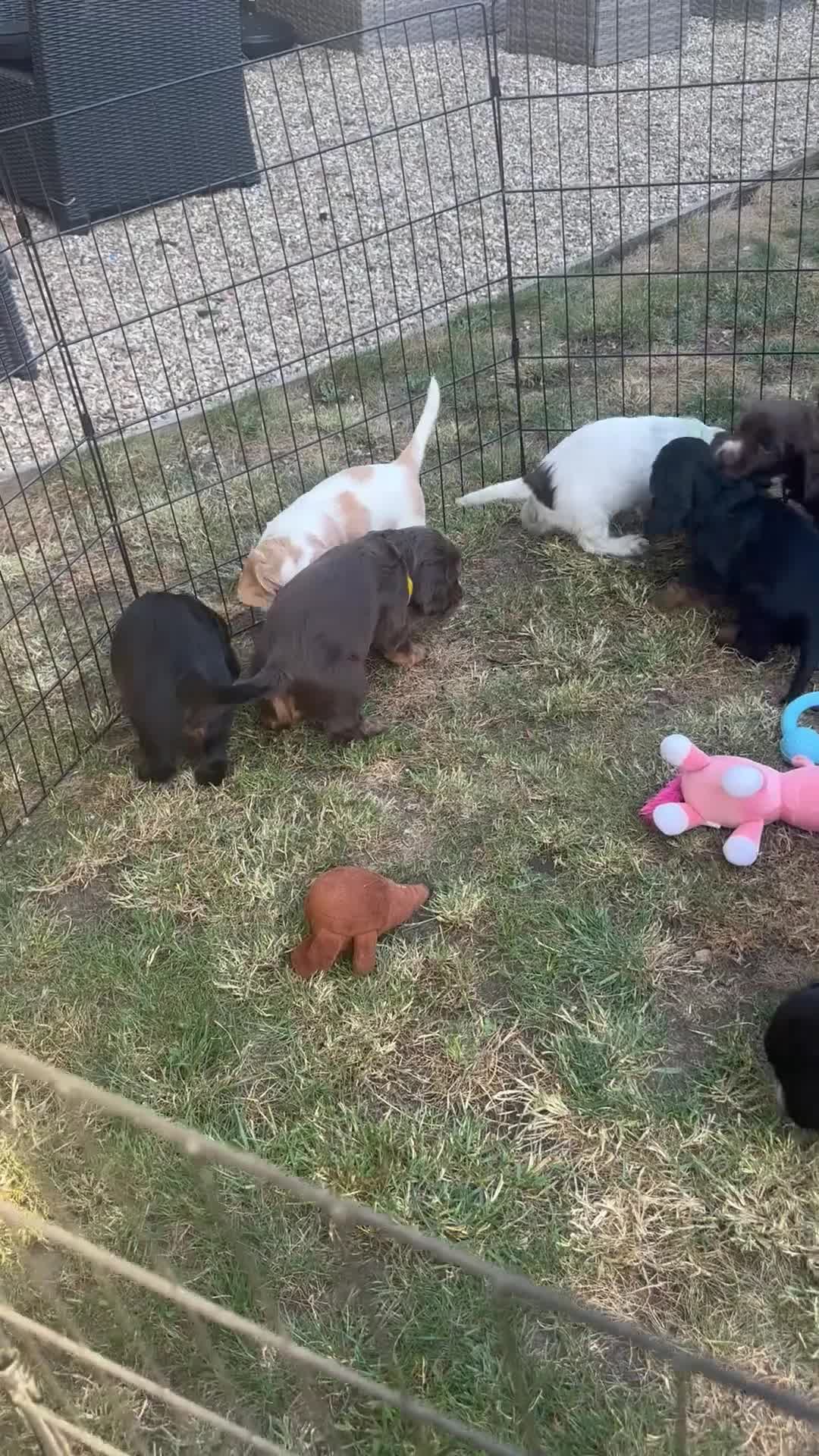 Cocker Spaniel dogs for sale: *READY TO LEAVE* Show Cocker Spaniel Pups - Video 1