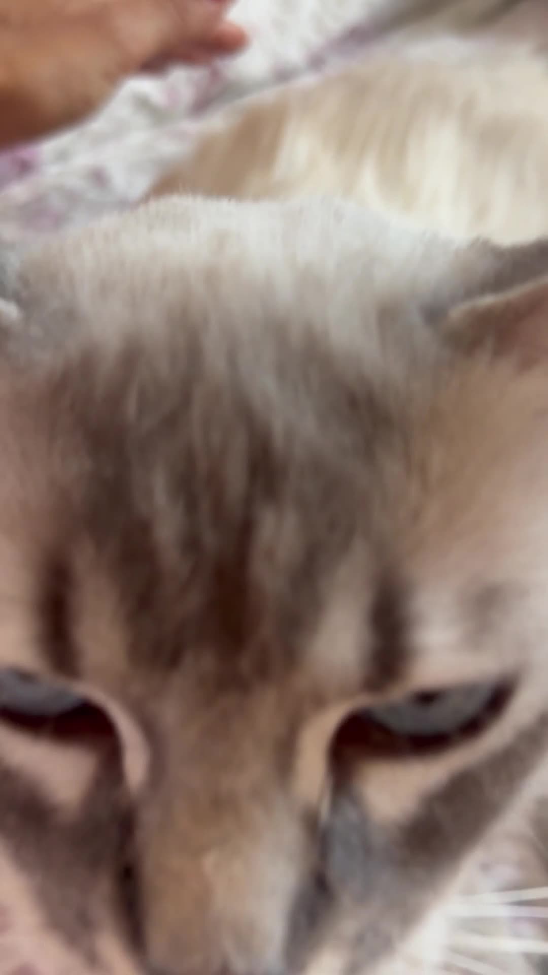 Ragdoll cats for sale: Rehoming this handsome Ragdoll male cross tabby - Video 5