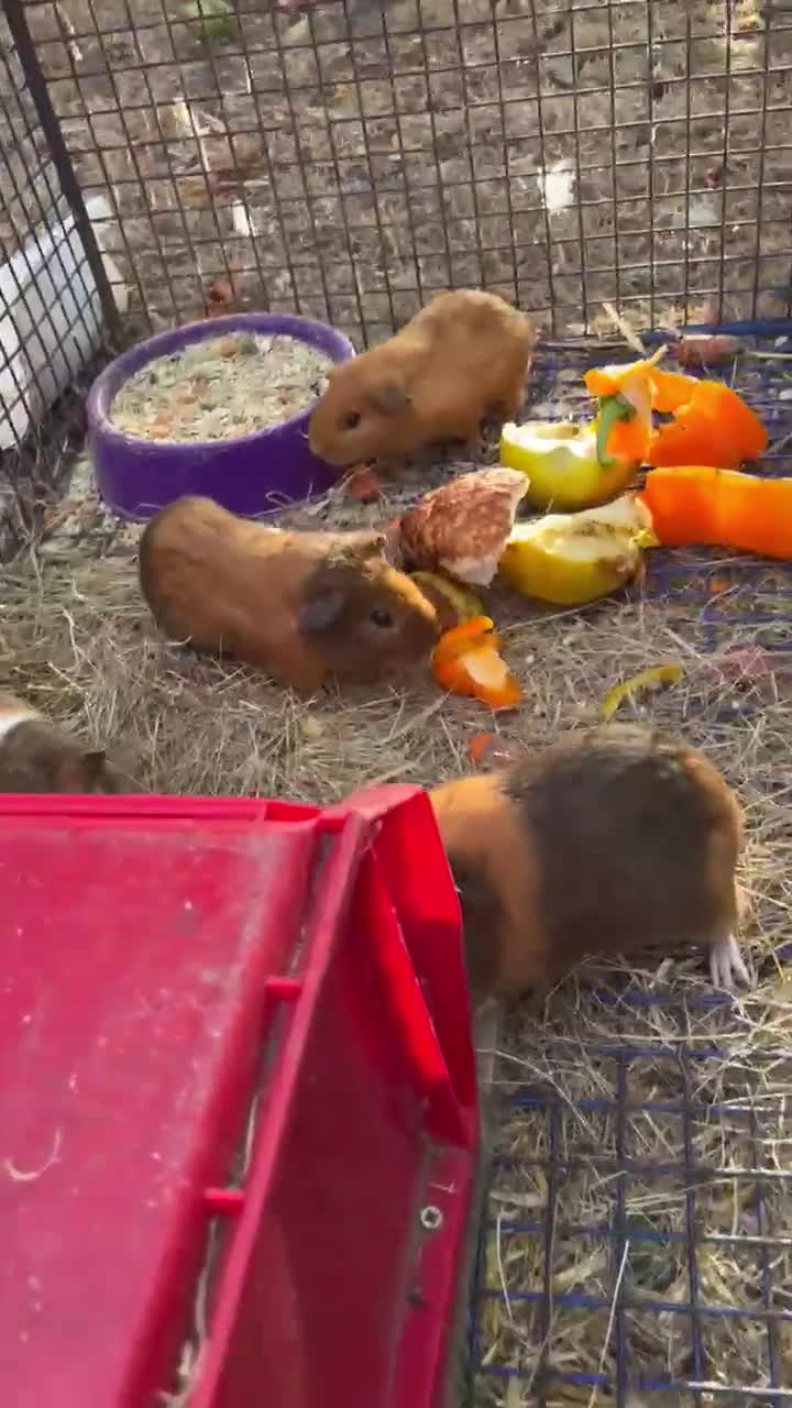 Guinea Pig rodents for sale: 3 x Boy Guinea Pigs - Video 1