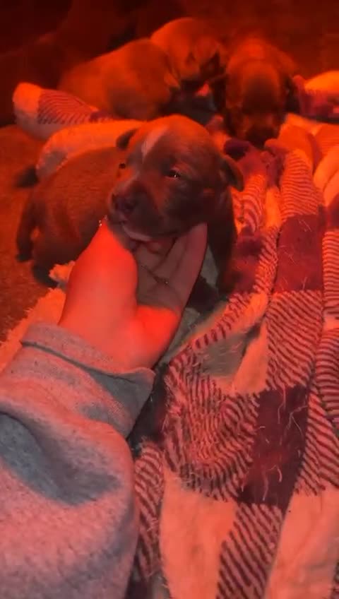 Staffordshire Bull Terrier dogs for sale: Beautiful Full Blue Staffordshire Puppies for sale - Video 2