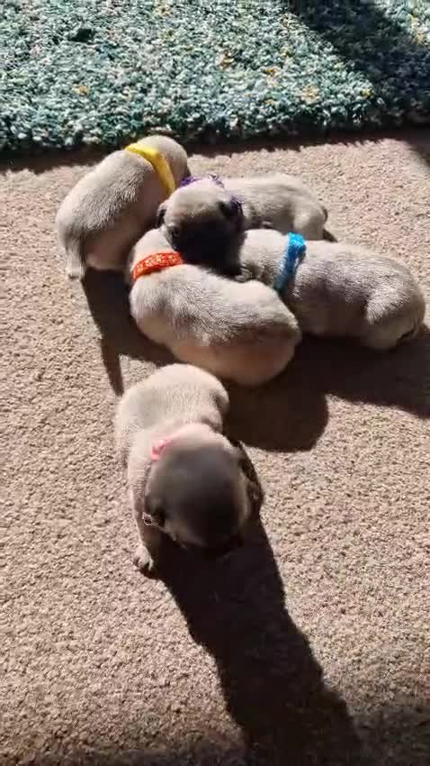 Pug dogs for sale: 🐾Beautiful Pug Puppies 🐾 - Video 4