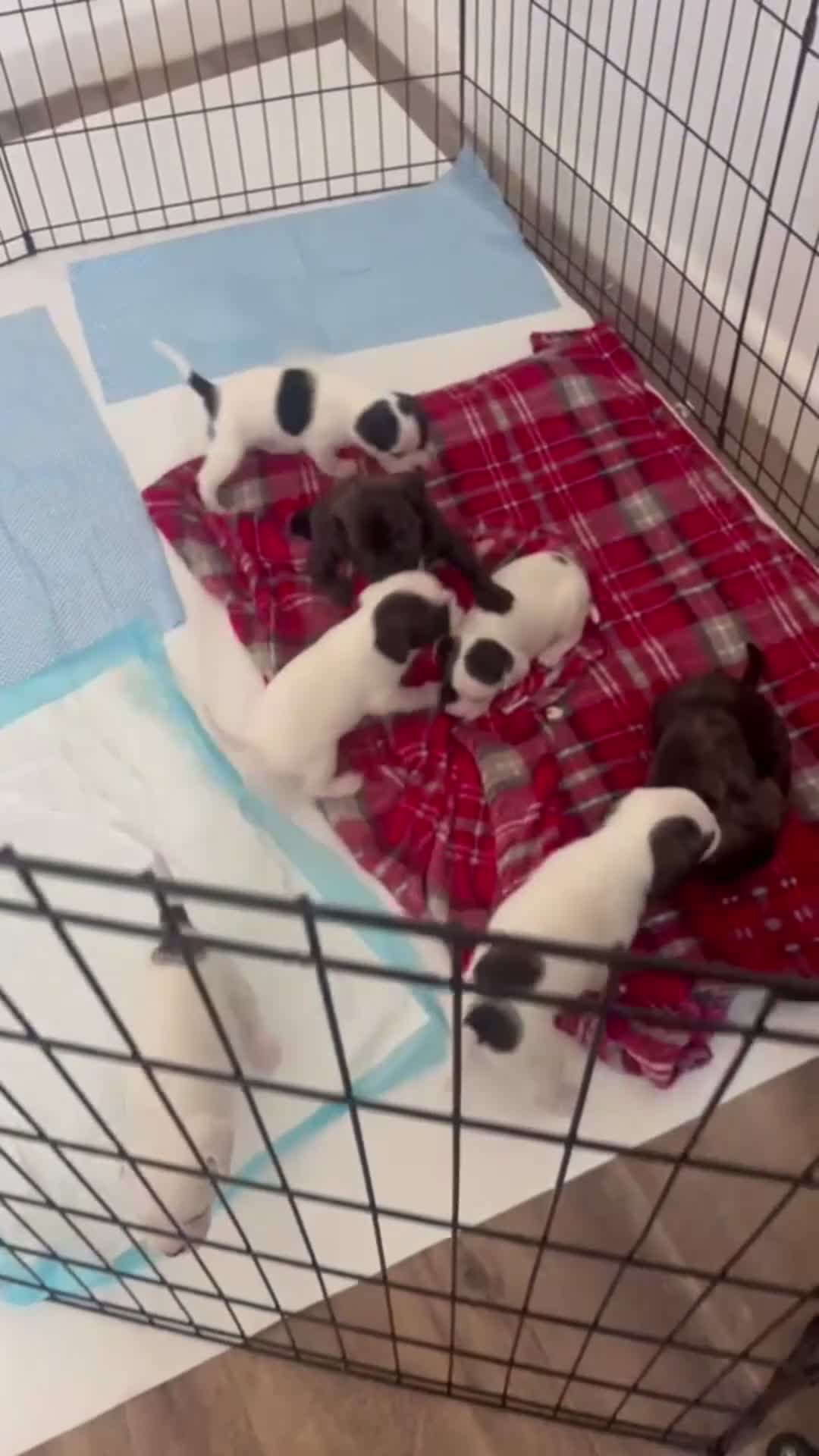 Mixed Breed dogs for sale: 7 Adorable puppies 🐾 in Swansea - Video 1