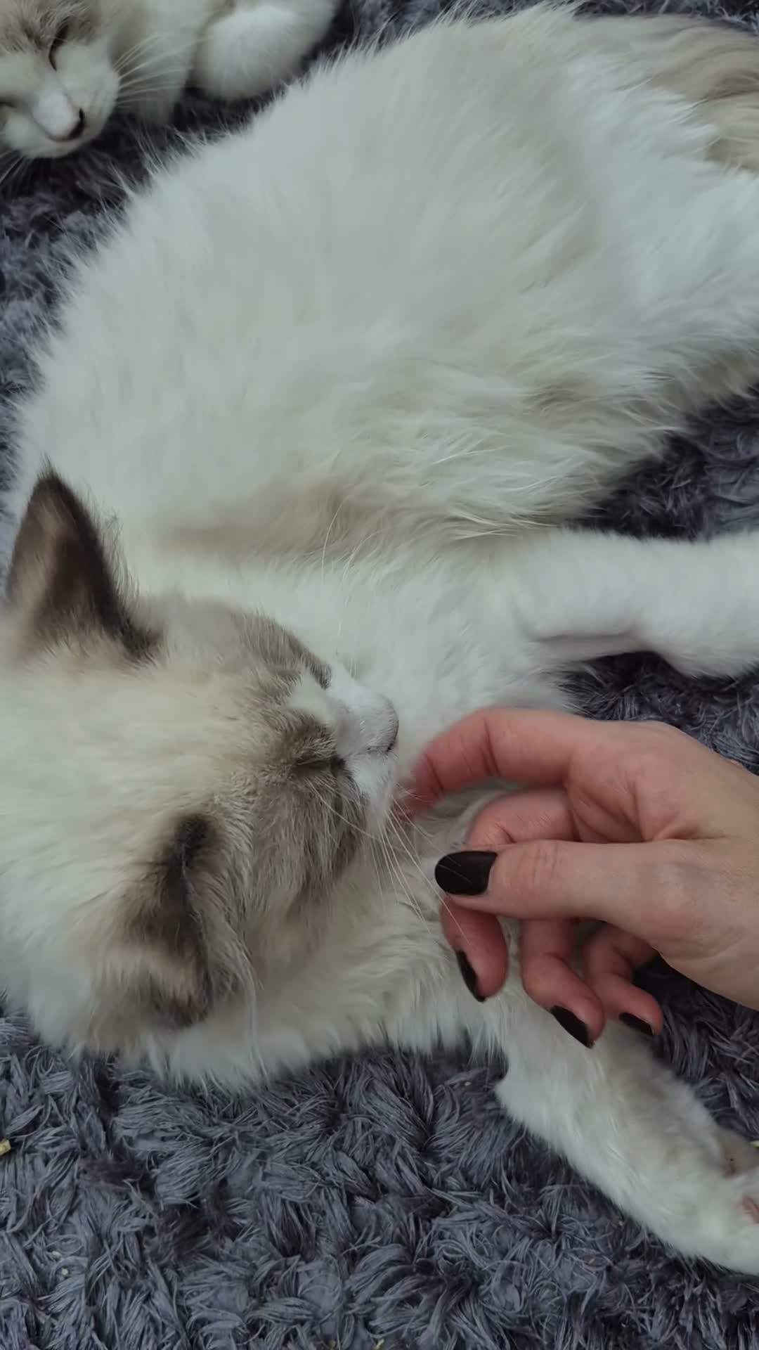Ragdoll cats for sale: Two cuddly GCCF Ragdoll boys available 🩵 - Video 1