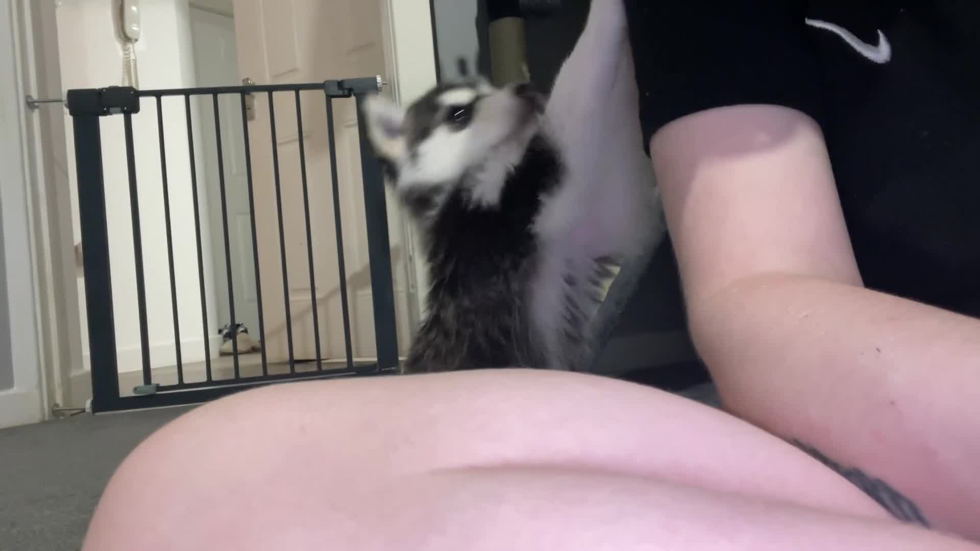 Siberian Husky dogs for sale: Last girl left stunning 8 weeks - Video 1