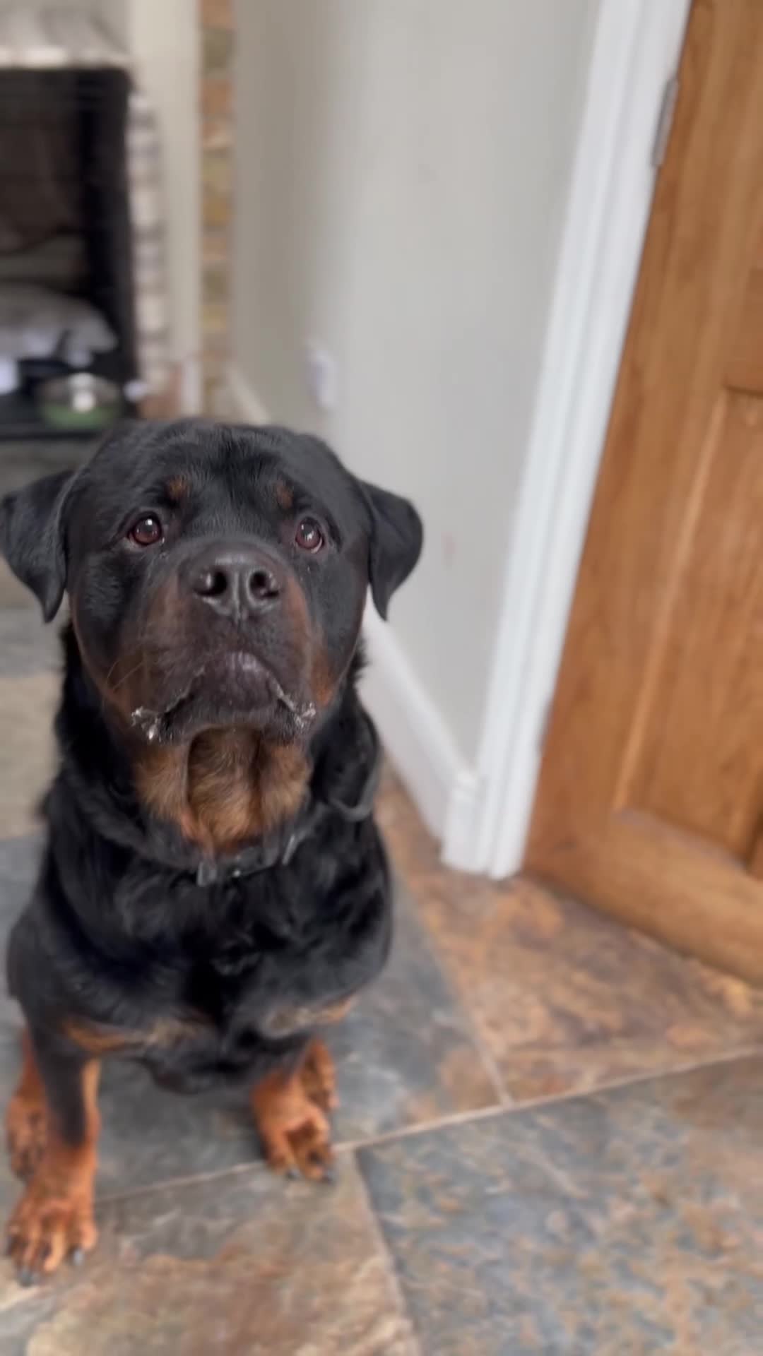 Rottweiler dogs for stud: 🏆⭐️Proven Stud – Excellent Temperament⭐️🏆 - Video 1