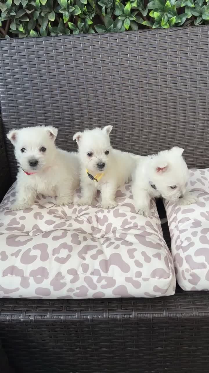 West Highland Terrier dogs for sale: West highland white female puppies.  - Video 3