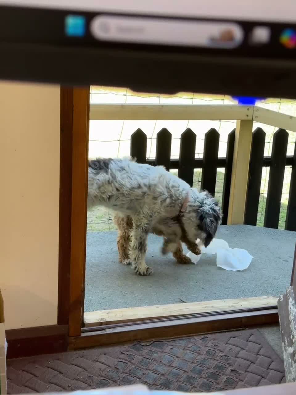 Cockapoo dogs for sale: Fully Vaccinated Ready to leave Red, Cockpoo Male - Video 1
