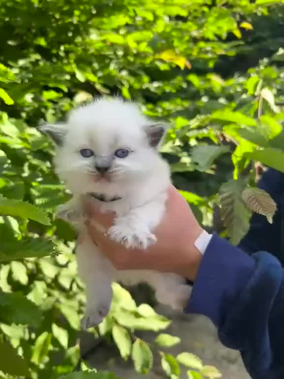 Ragdoll cats for sale: Beautiful Pure Blue Point Ragdoll  - Video 3