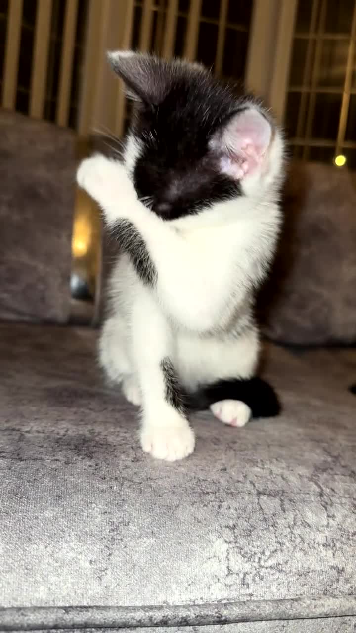 Domestic Shorthair cats for sale: Gorgeous tabby and British shorthair kitten - Video 2