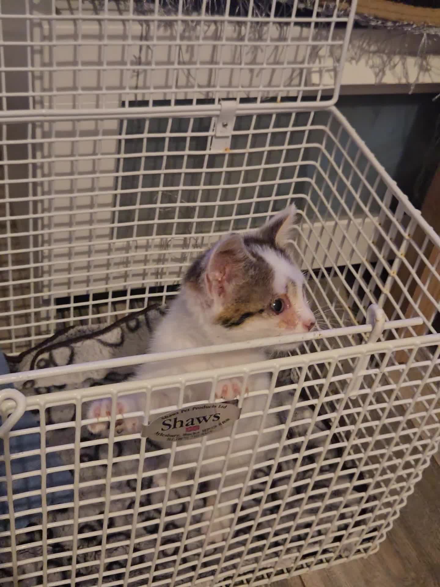 Mixed Breed cats for sale: FREE Orphan kitten in Birmingham - Video 1