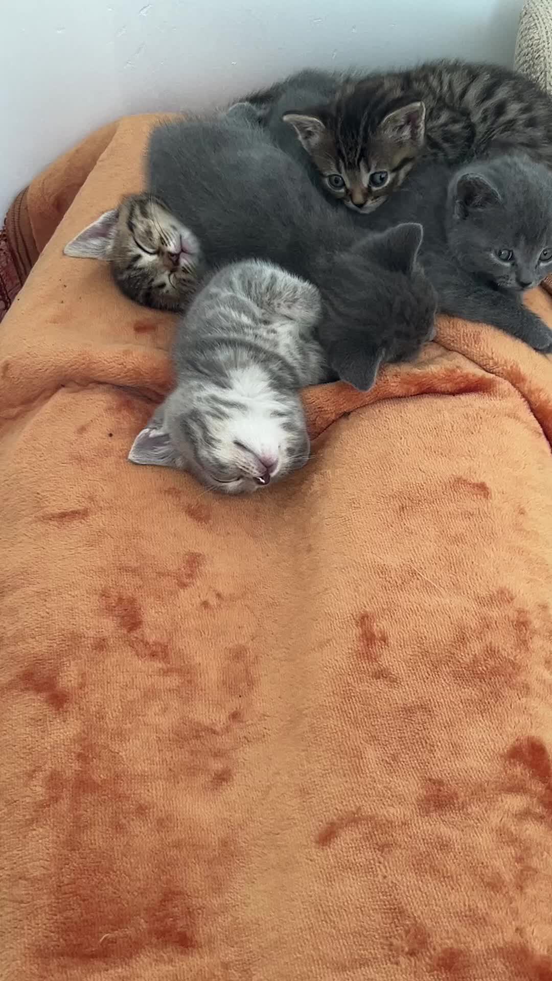 British Shorthair cats for sale: Half British short hair kittens  in Solihull - Video 2