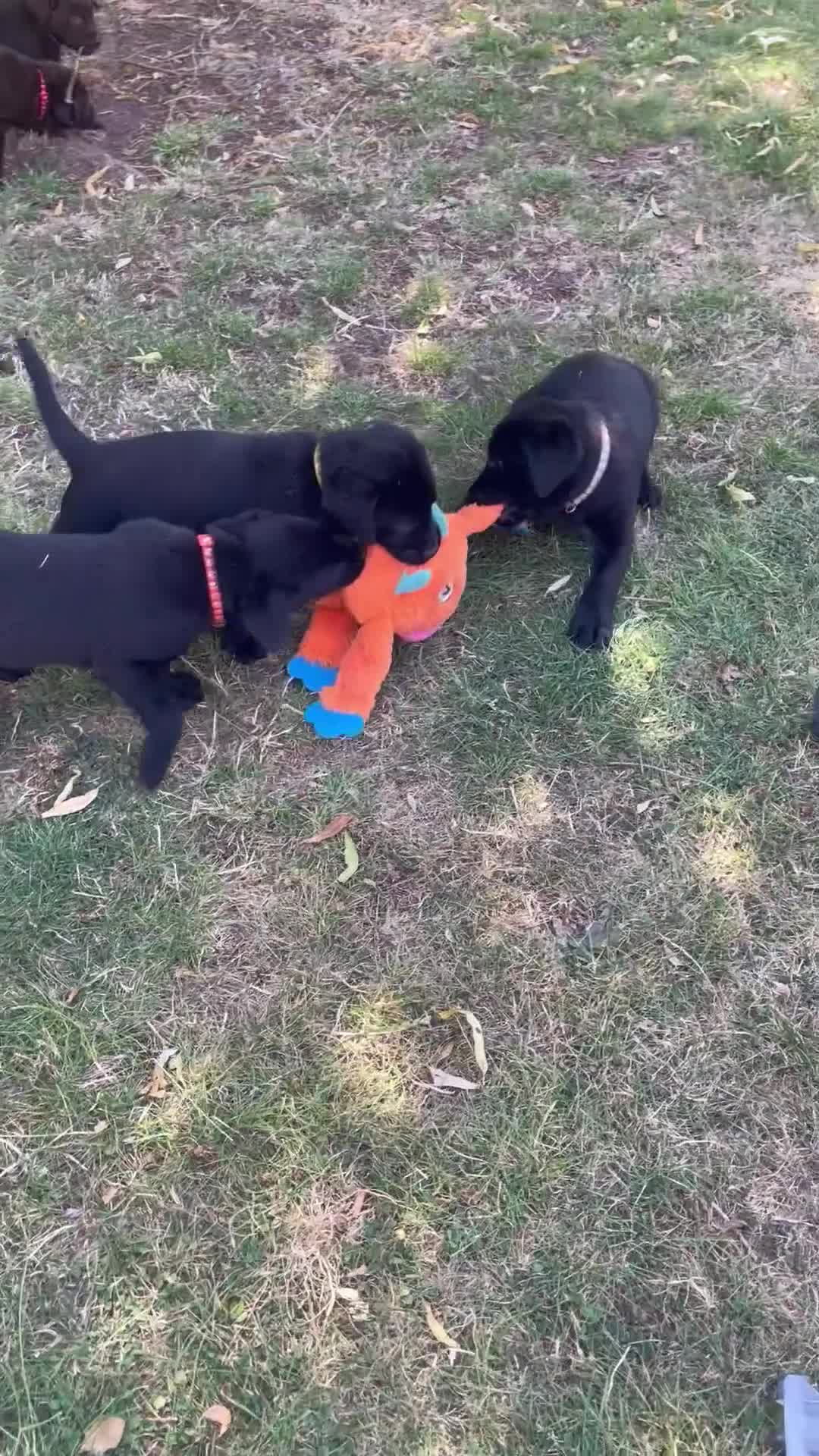 Labrador Retriever dogs for sale: Beautiful Chunky Labrador Puppies  - Video 3