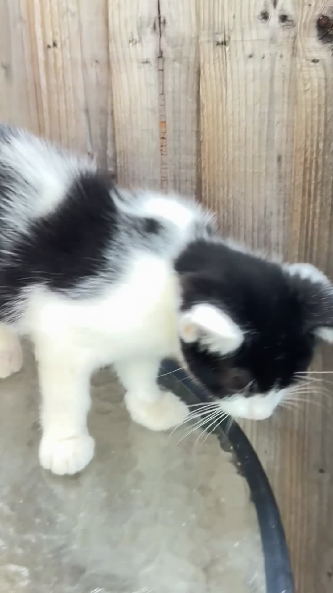 Mixed Breed cats for sale: 3 bicolor kitten  - Video 1