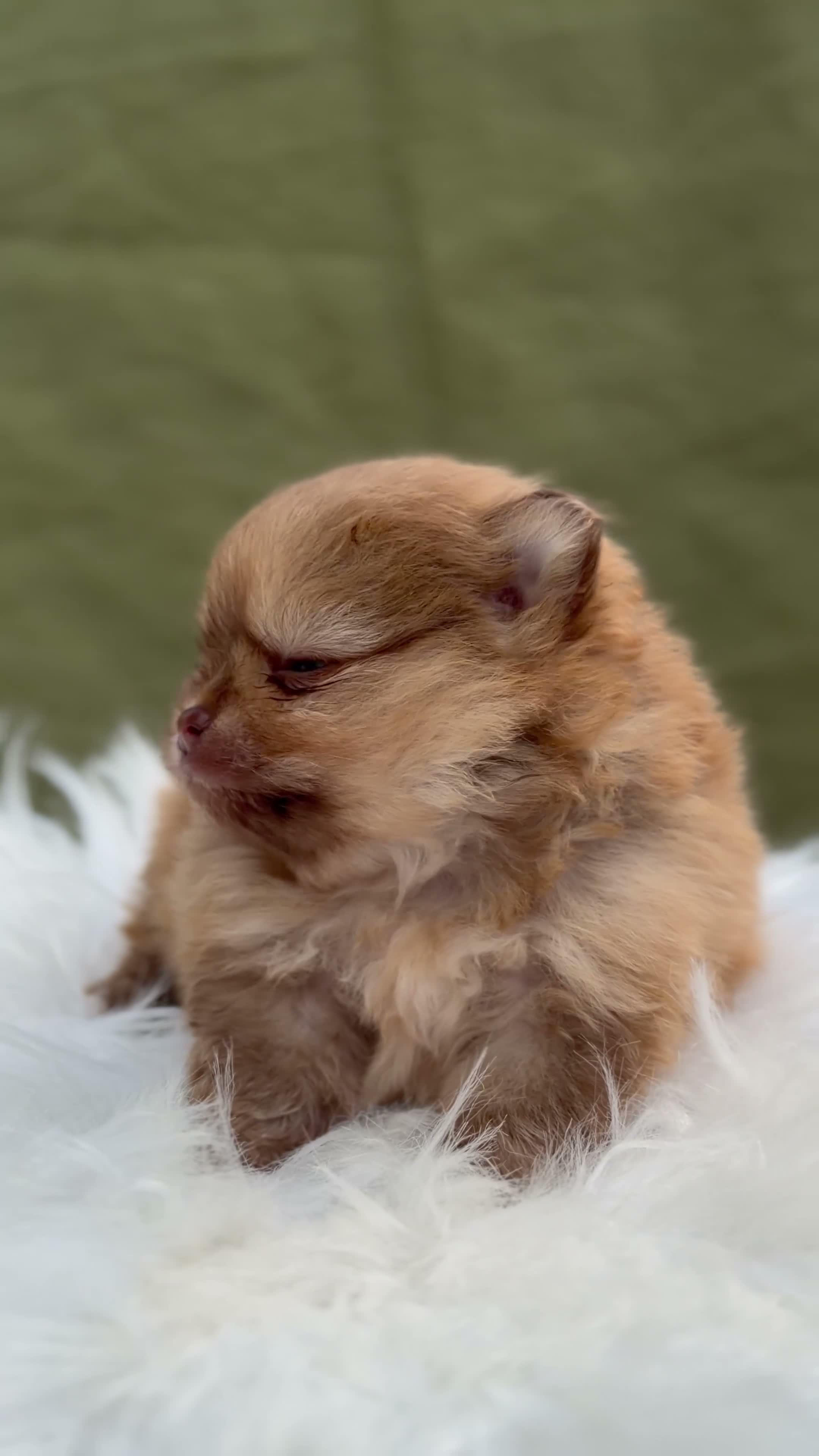 Pomeranian dogs for sale: BEAUTIFUL TEDDY FACE POMERANIAN PUPPIES KC ❤️✨ - Video 5