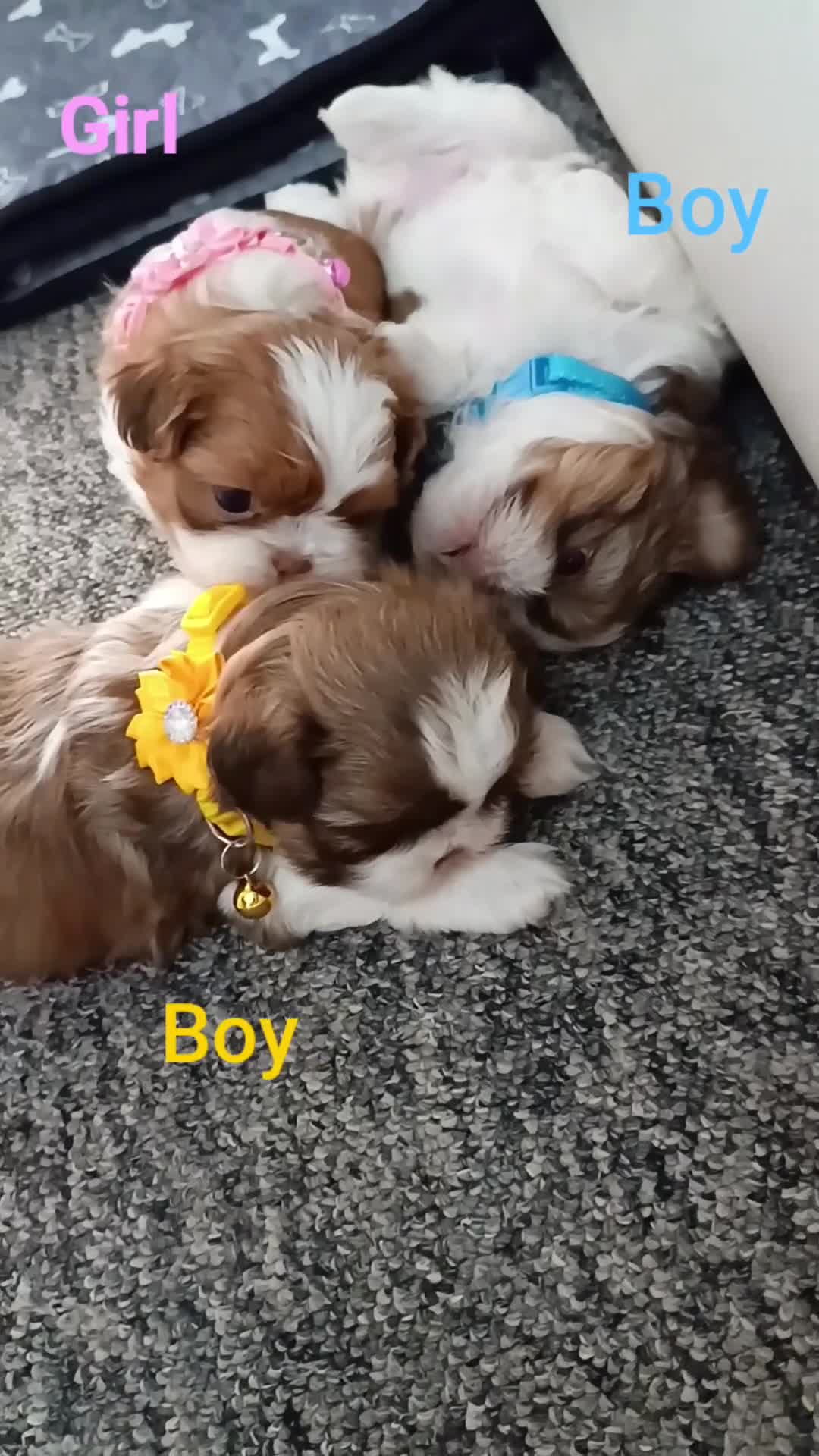 Shih Tzu dogs for sale: Adorable Shih Tzu Puppy - last boy available - Video 2