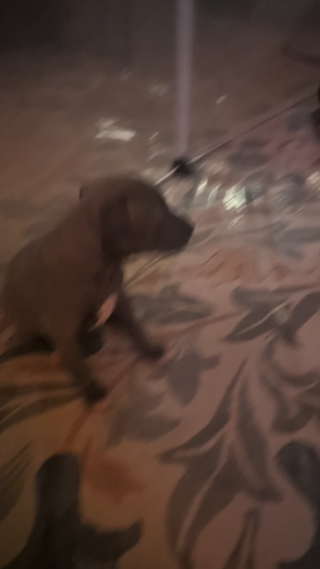 Italian Greyhound dogs for sale: Italian Greyhounds Raised in Loving Home - Video 4