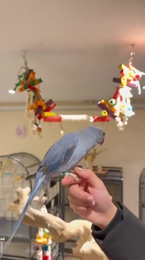 Budgerigars birds for sale: Violet Baby Ringneck! - Video 1