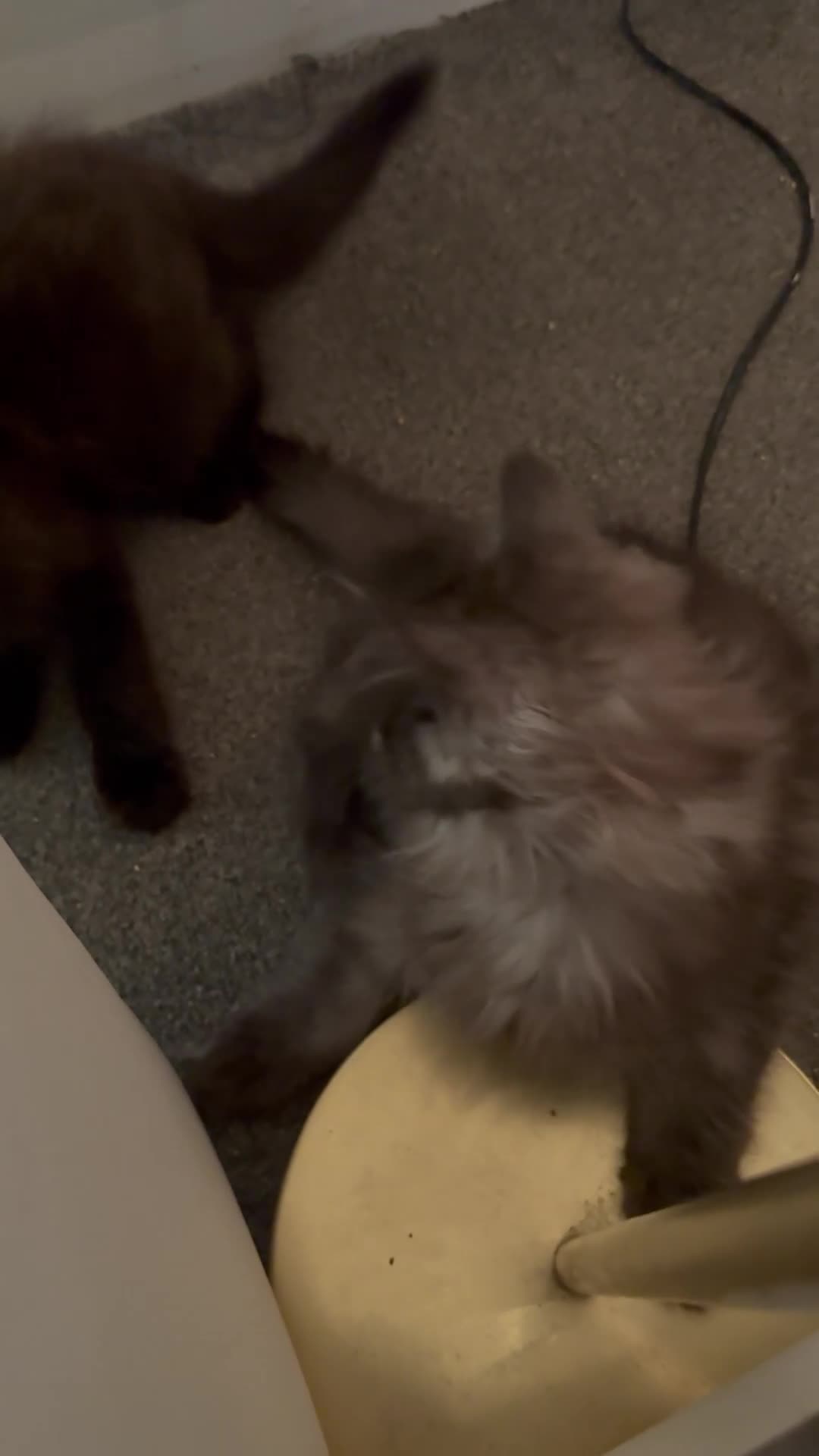 Maine Coon cats for sale: Stunning Pedigree Maine Coon Kittens for Sale - Video 2