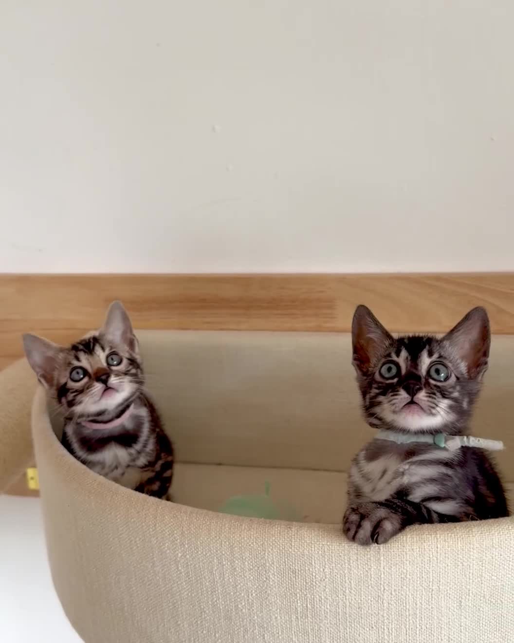Bengal cats for sale: Rare Glitter Pedigree Bengal Female - Show Quality - Video 2
