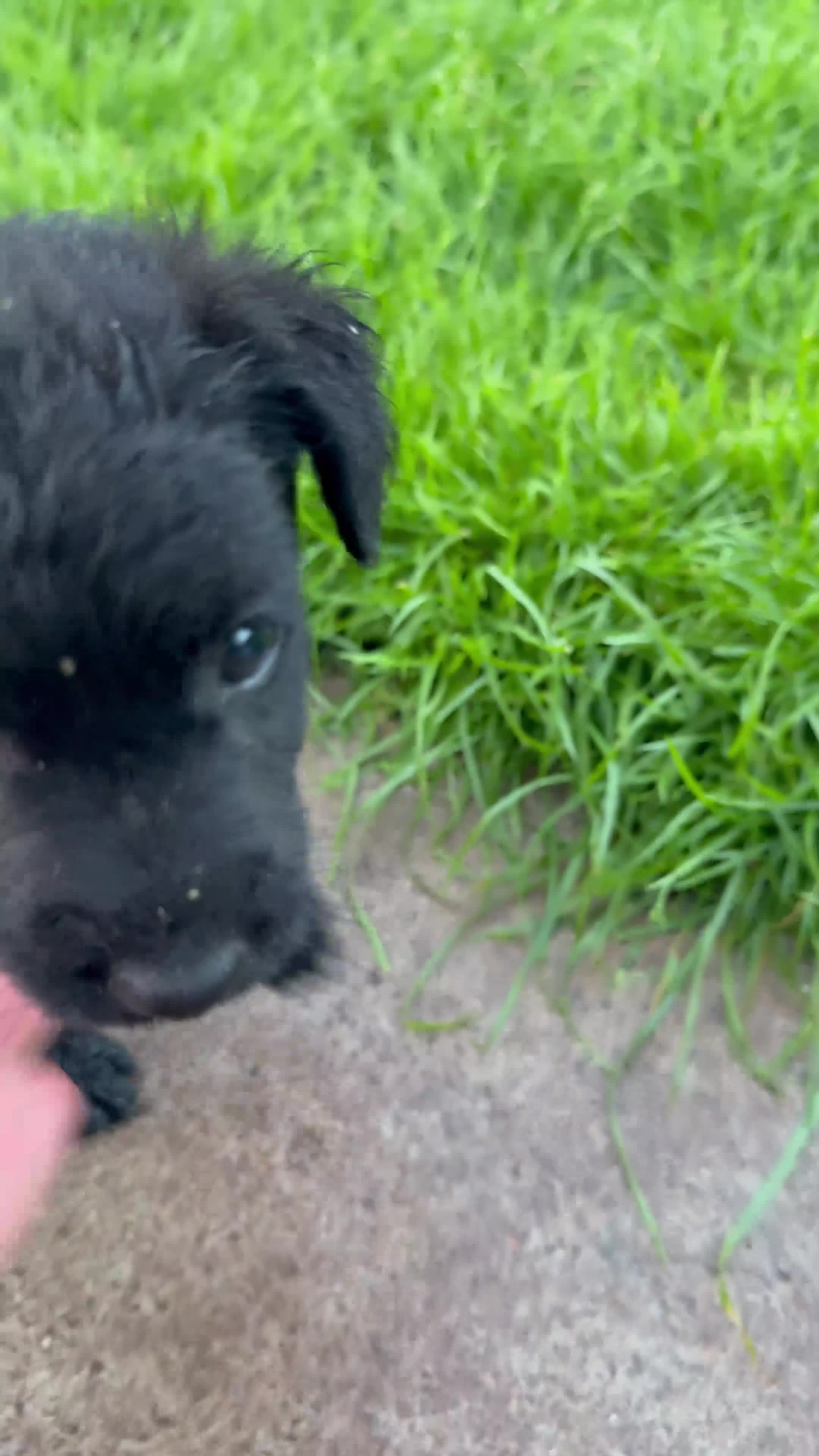 Patterdale Terrier dogs for sale: 2puppies left, ready in 2weeks left👀👀🏡🏡🏡🏡 - Video 3