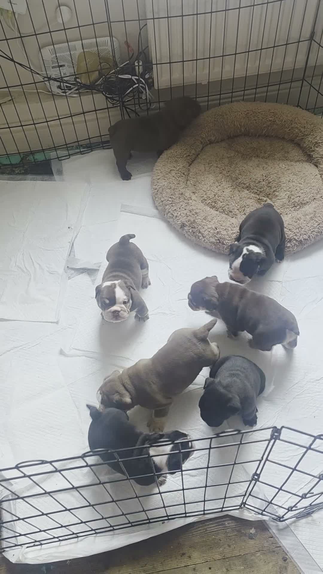 English Bulldog dogs for sale: Last 2 DWKC Registered English Bulldog Girls  - Video 1