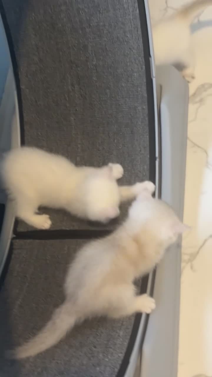 British Shorthair cats for sale: 1 bsh kitten left only 😻🏡✨ - Video 5