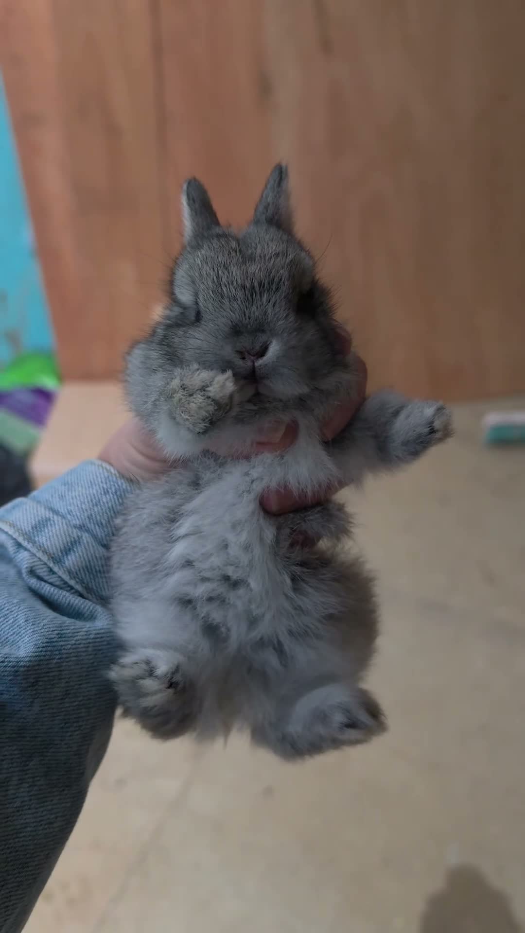 Netherland Dwarf rabbits for sale: 🐰 PUREBRED CHINCHILLA NETHERLAND DWARF BUCKS🐰 - Video 2