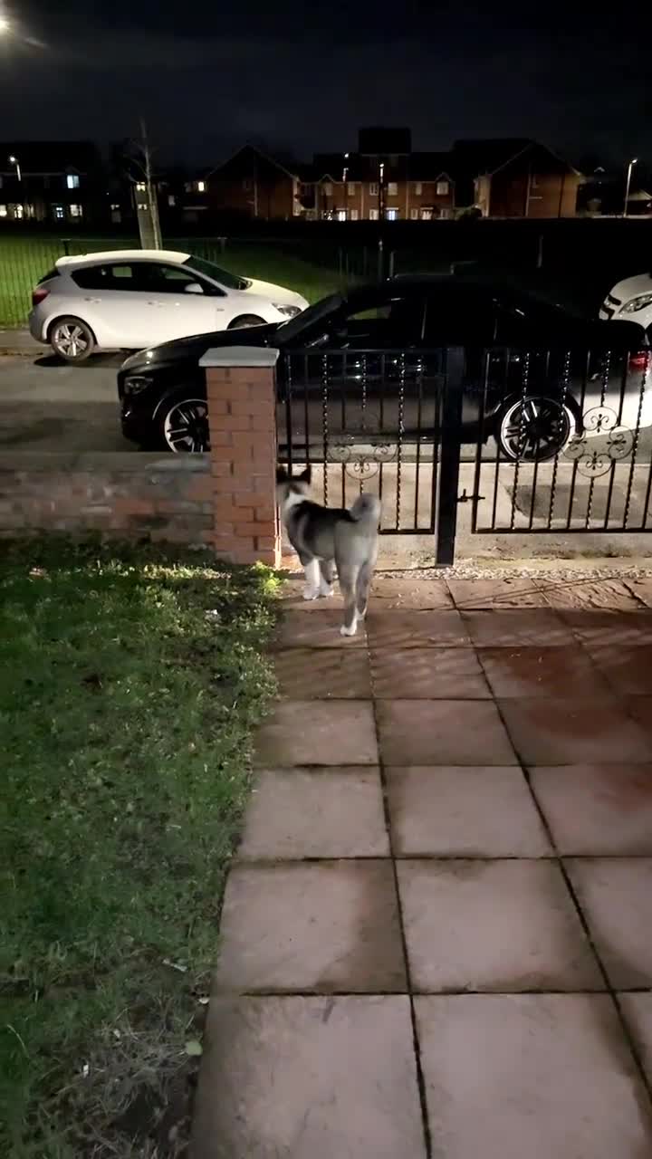 Akita dogs for sale: American akita puppy  - Video 1