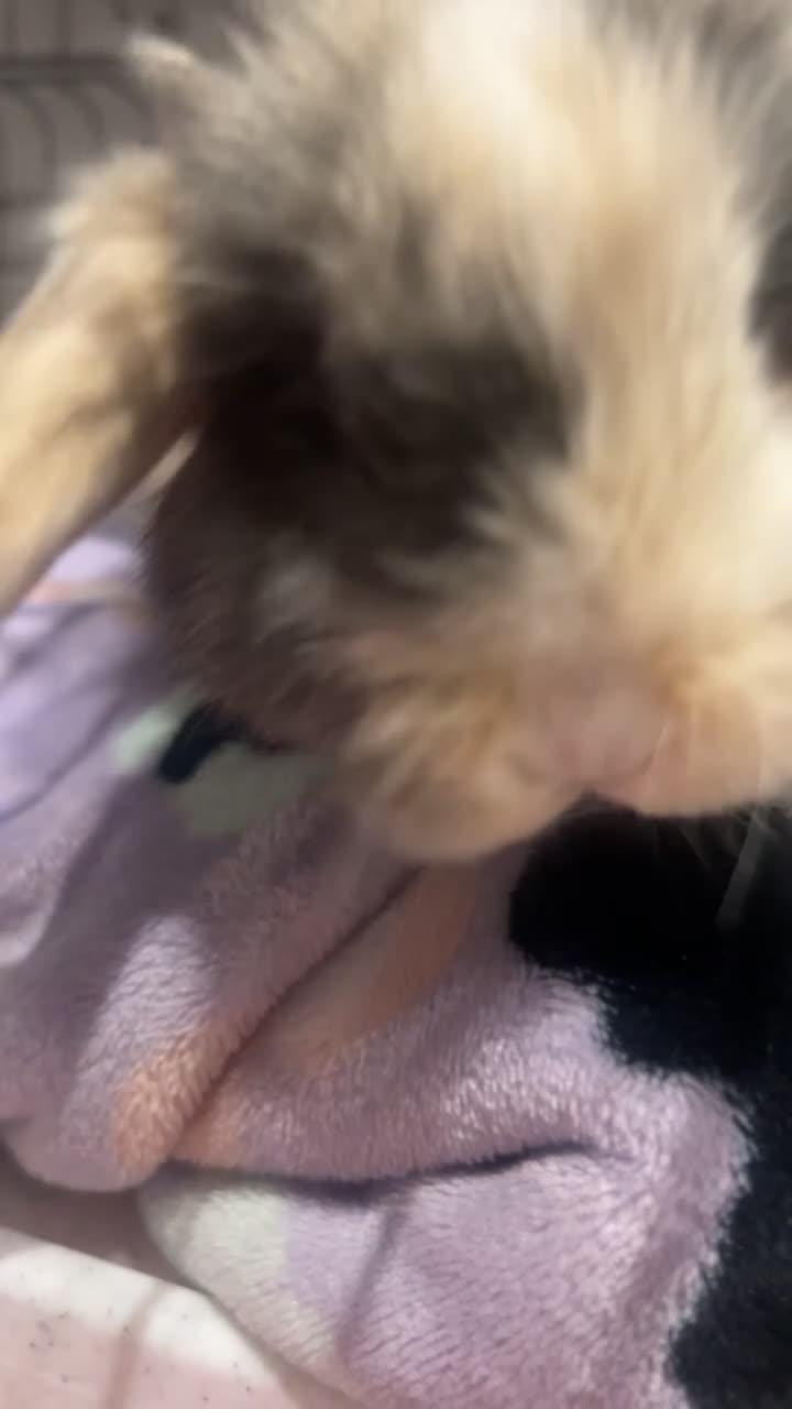 Mini Lop rabbits for sale: Pure Mini lop boy  - Video 4