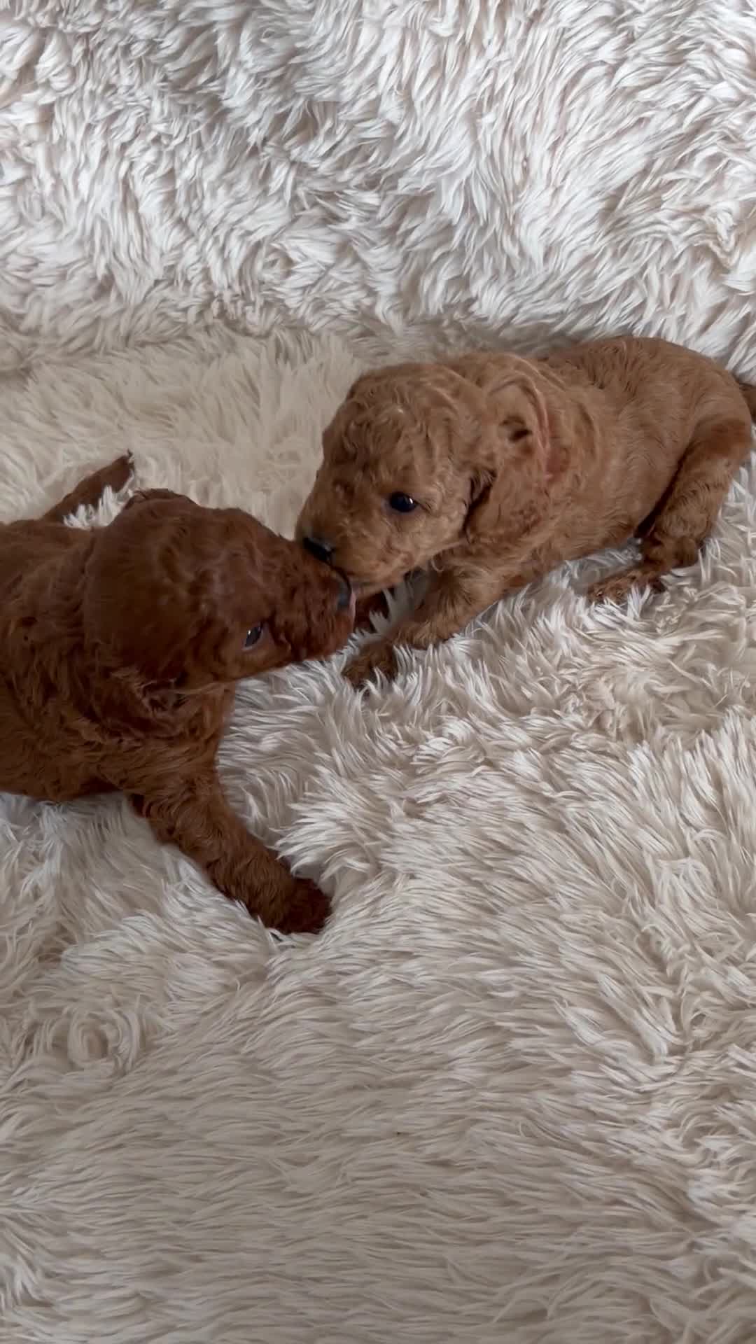 Cavapoo dogs for sale: Cavapoo Puppies F1B - Video 1