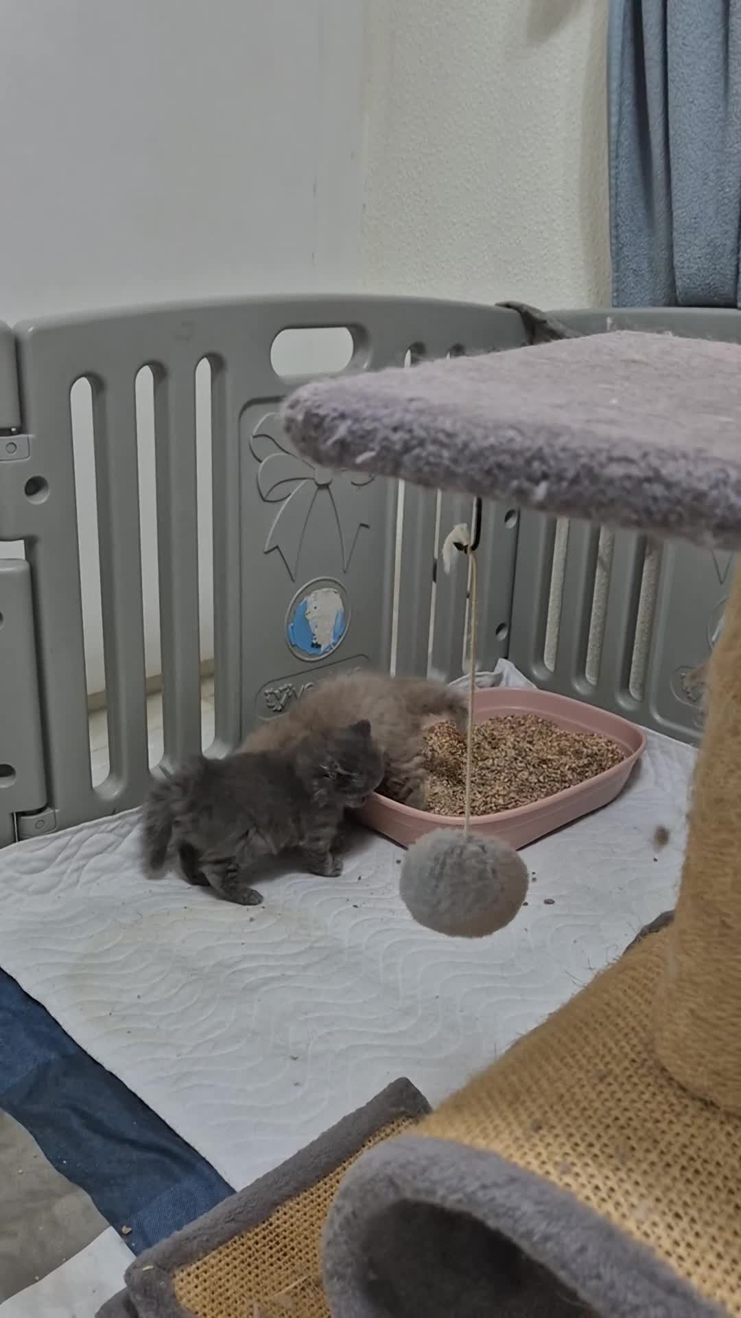 British Longhair cats for sale: Cute BLH LILAC BOY and BLH BLUE GIRL  - Video 1