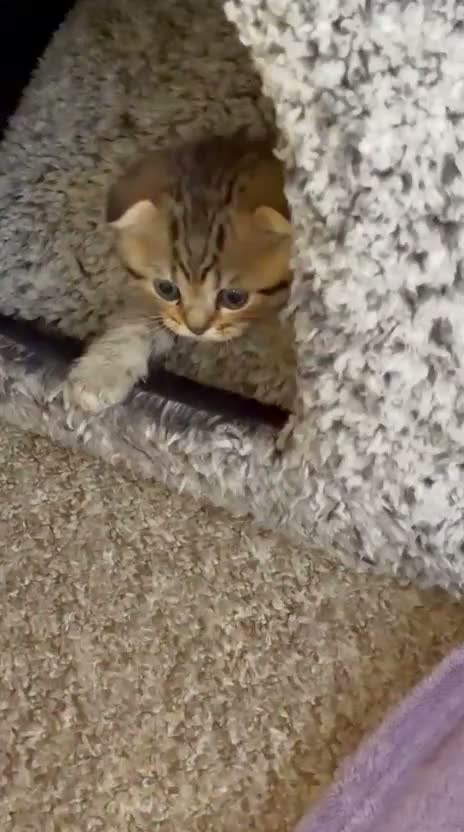 Scottish Fold cats for sale: 🐾 4 Beautiful Scottish Fold Boys 🐾 - Video 2