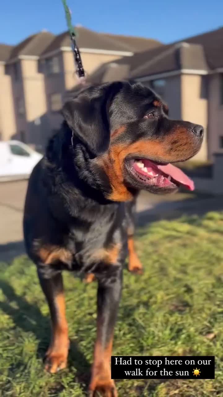 Rottweiler dogs for stud: Rottweiler stud  in Clydebank - Video 4