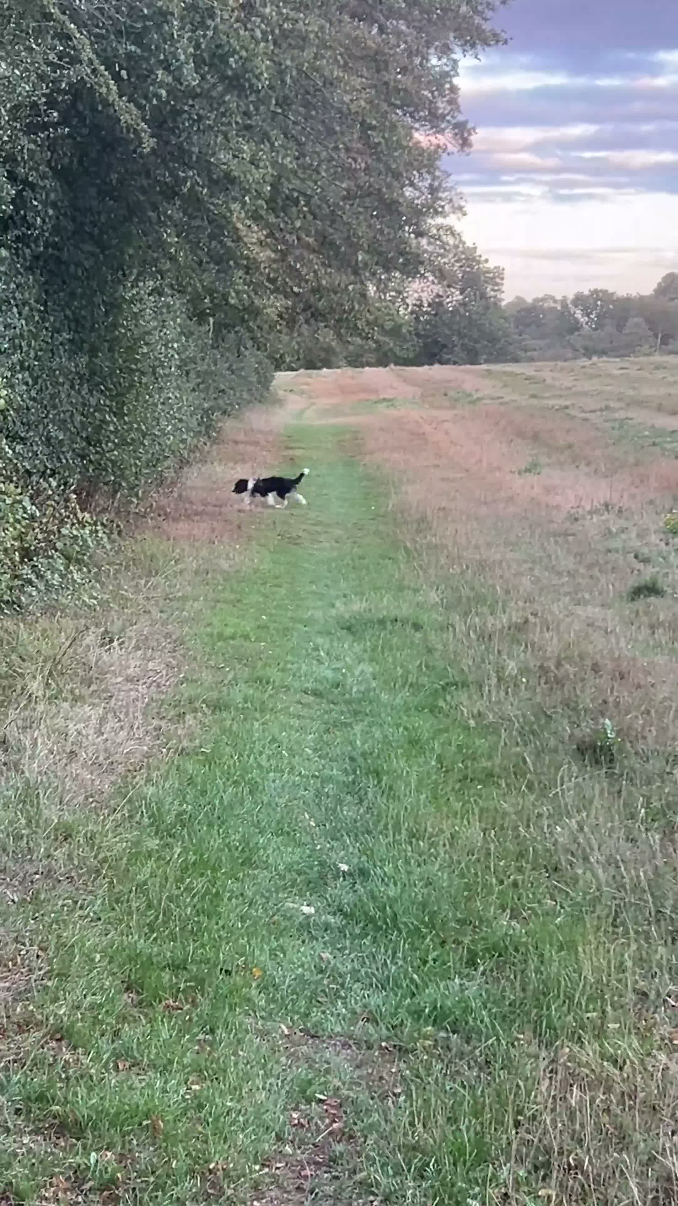 Mixed Breed dogs for sale: Border Collie × Cockapoo – Active Home Wanted in Newent - Video 1
