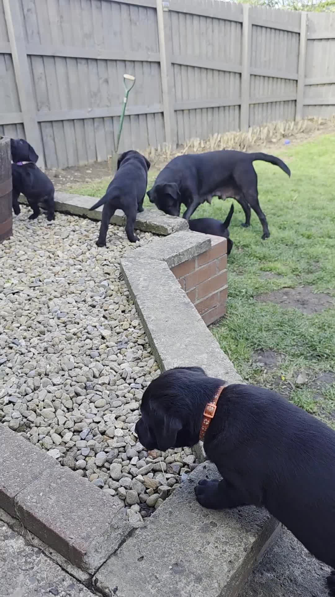 Labrador Retriever dogs for sale: *1 Girl left*Ready to Leave* KC Mam & Dad at home - Video 1