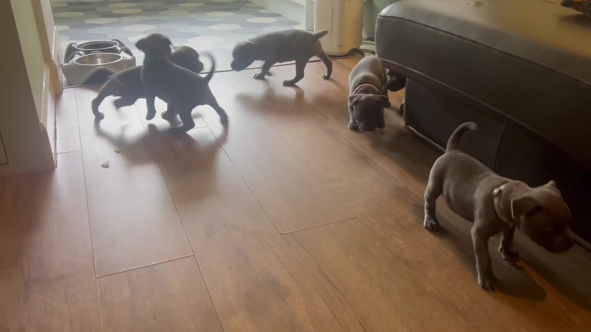 Staffordshire Bull Terrier dogs for sale: K. C registered blue Staffordshire puppies - Video 1