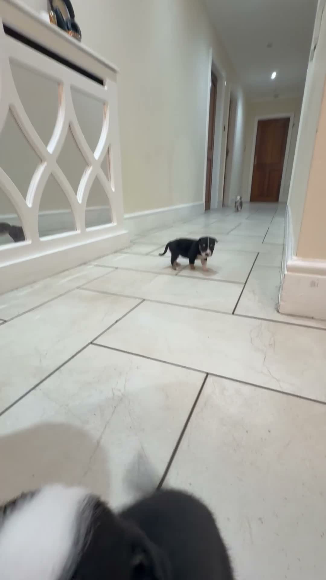 Mixed Breed dogs for sale: 🐾BULLDOG X BORDER COLLIE PUPPIES - Video 2