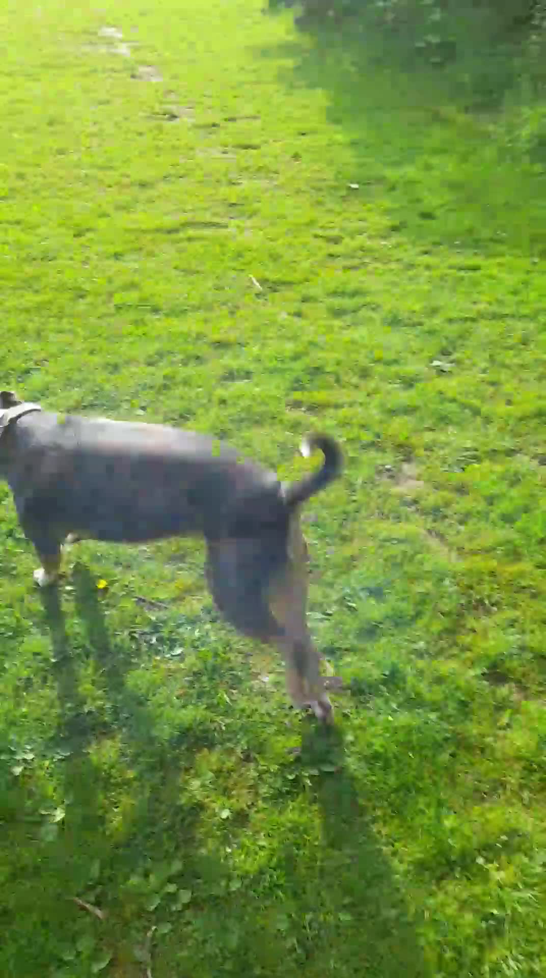 American Bull Staffy dogs for sale: Cali  - Video 2