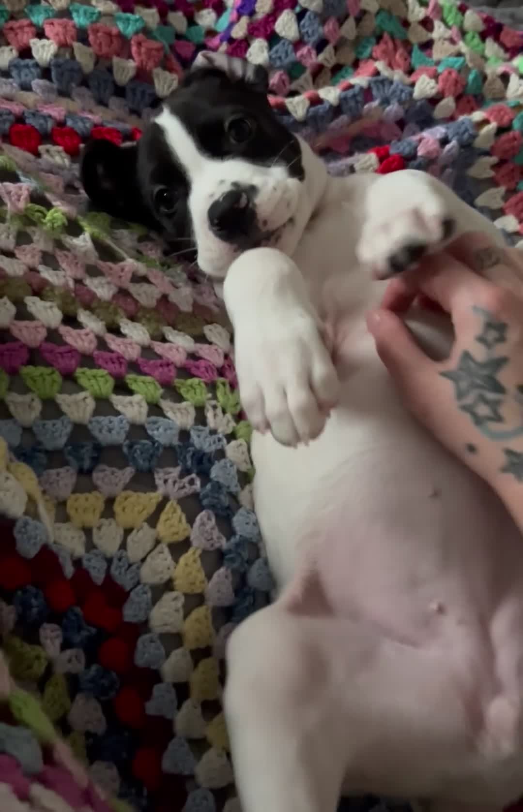 Presa Canario dogs for sale: Presa canario  - Video 1