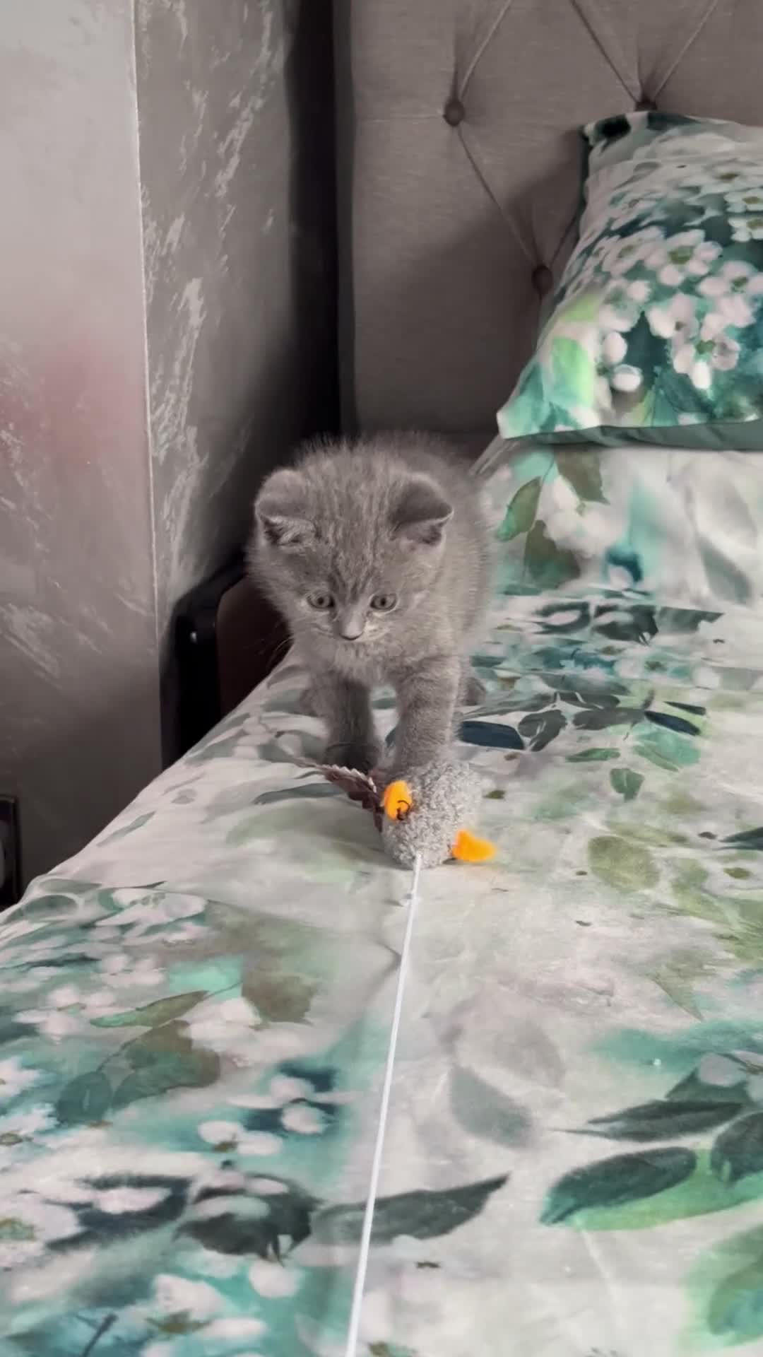 Scottish Fold cats for sale: Last 3 Scottish Fold/Straight kittens - Video 1