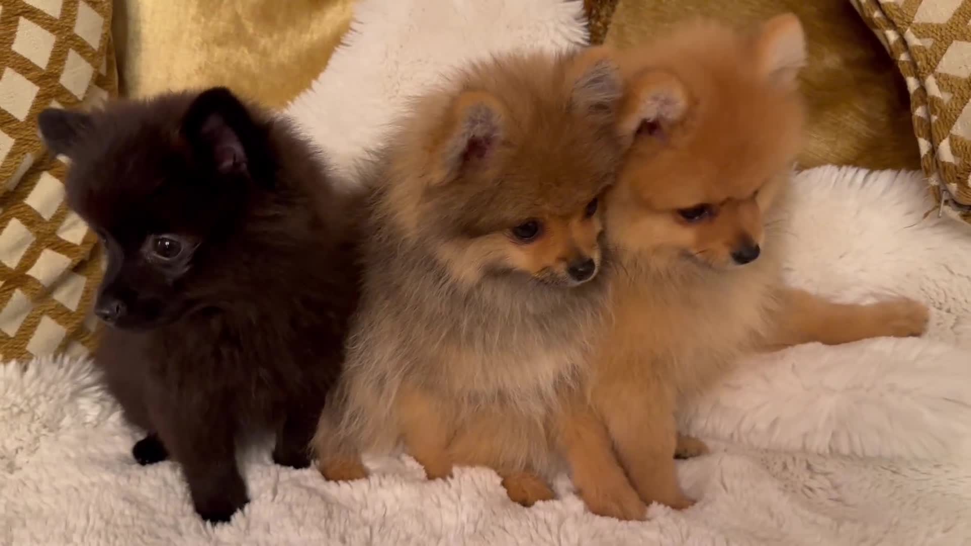 Pomeranian dogs for sale: ✨KC ready now last 3 girls  Pomeranian puppies in Wolverhampton - Video 1