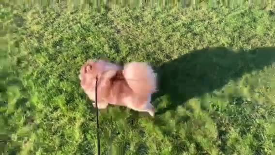 Pomeranian dogs for stud: Chocolate Merle Stud Health Tested in Dartford - Video 1