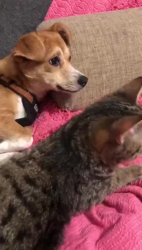 Mixed Breed dogs for adoption: ❤🐶 Lalia – A Delicate Love-Bug  🐶❤ - Video 1