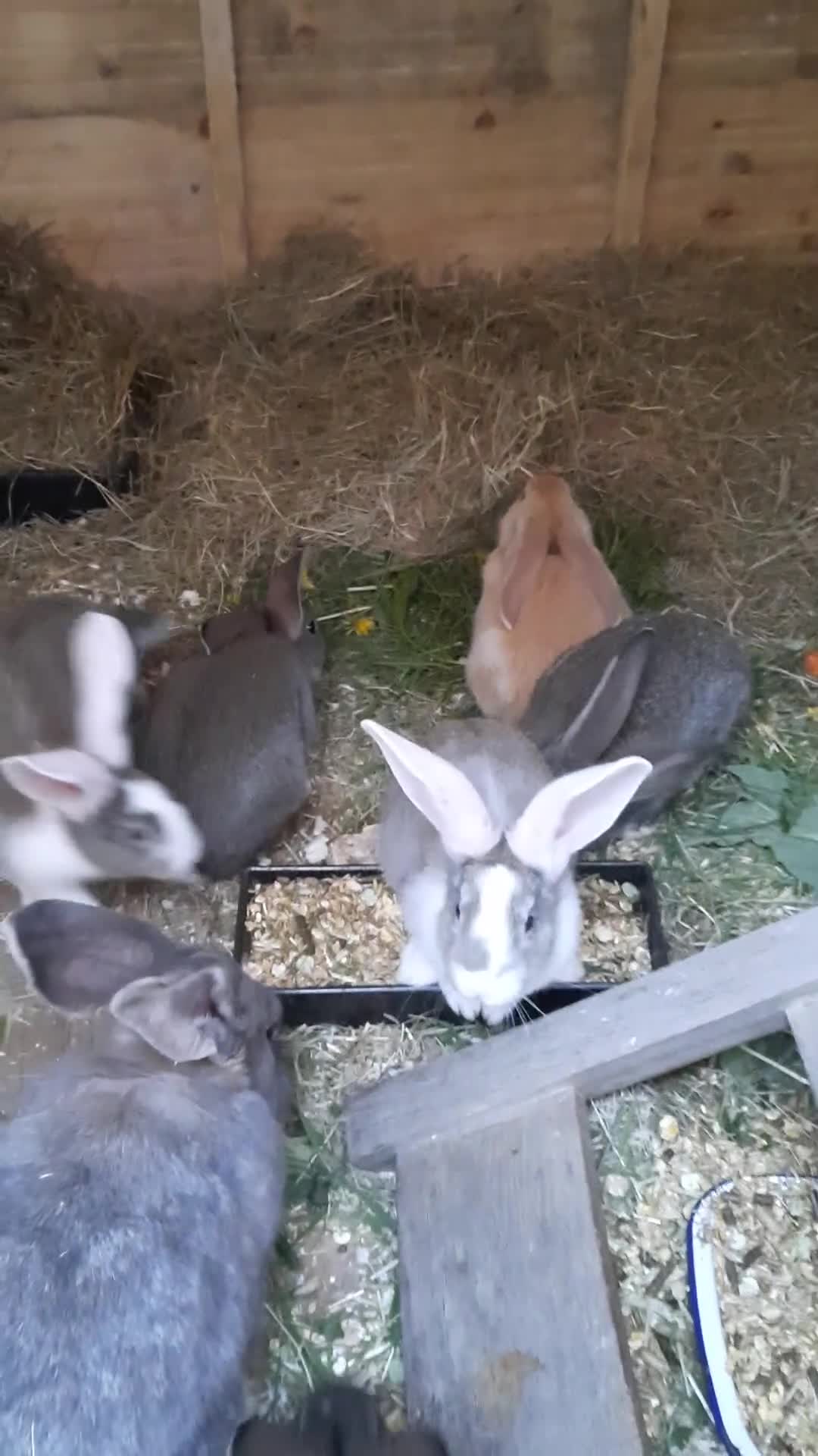 Continental Giant rabbits for sale: 8 Beautiful Pure Continental Giant Babies - Video 1