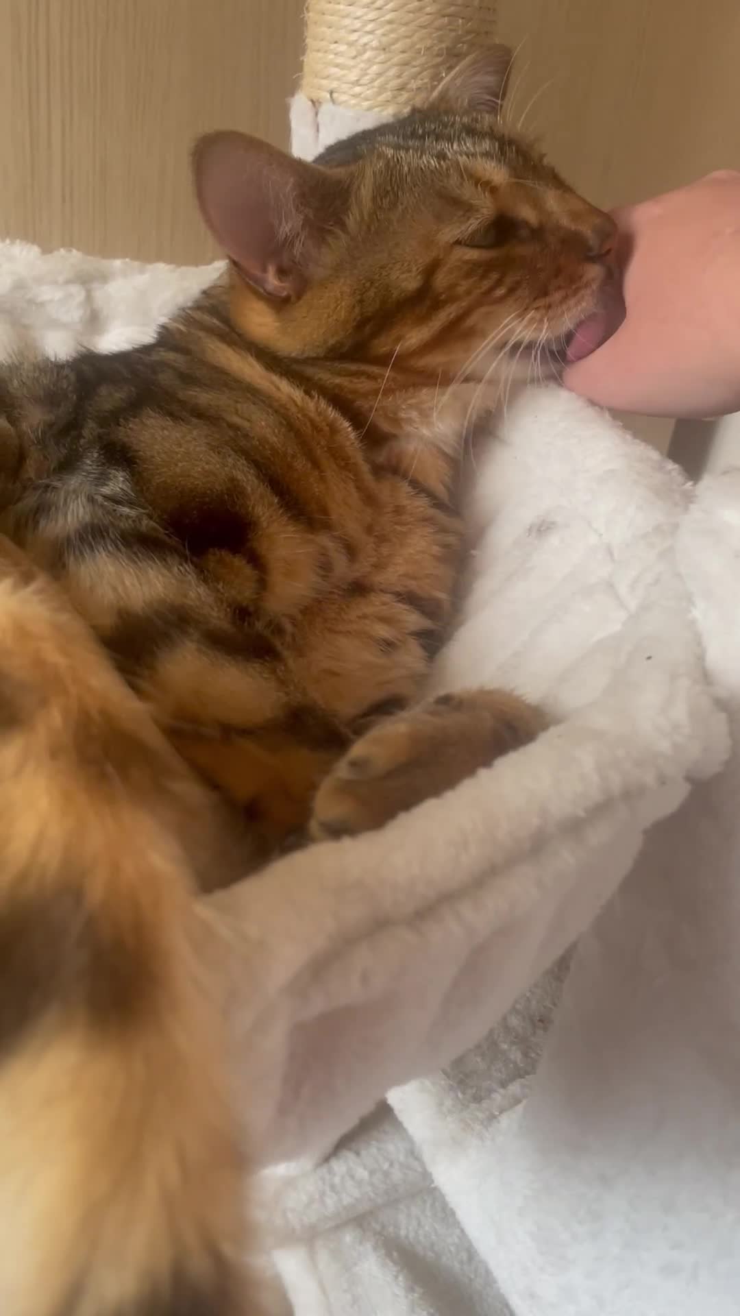 Bengal cats for sale: Bengal cat  - Video 3