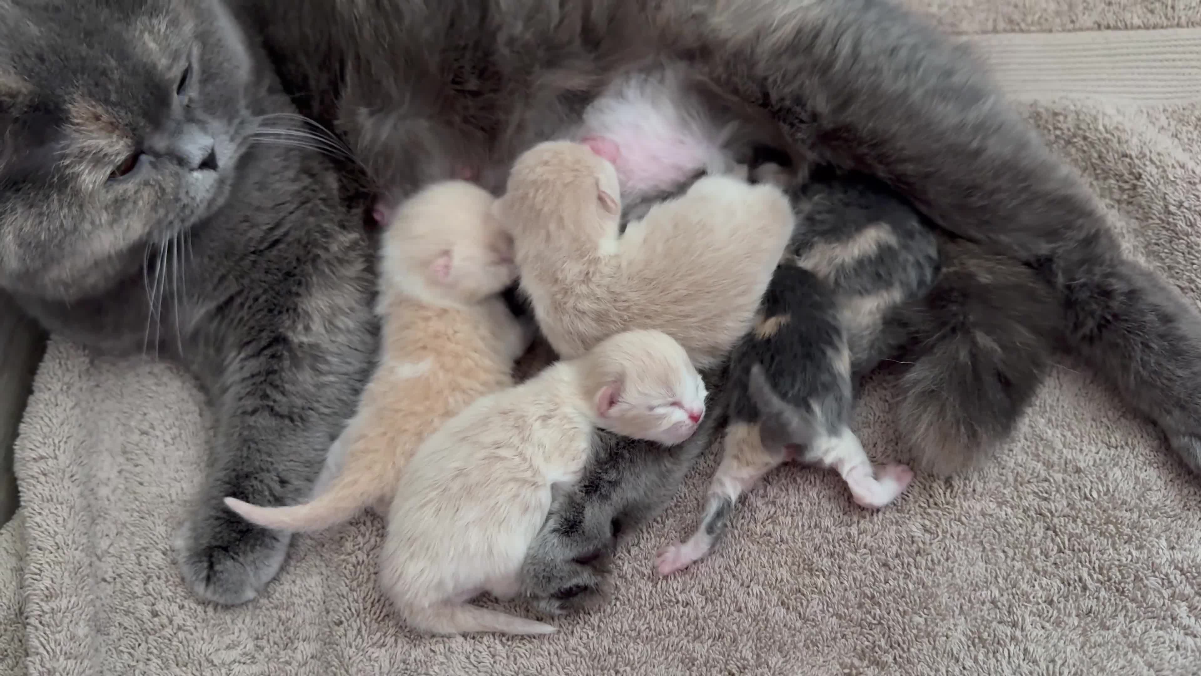 British Shorthair cats for sale: British Shorthair Kittens Cream & Tortoiseshell  - Video 1